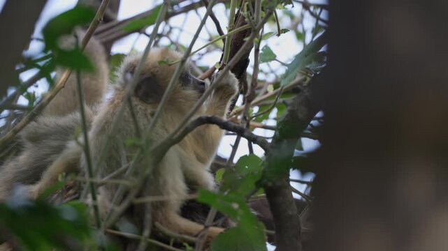 Golden-furred juvenile black howler monkey rests and moves among leafy branches in a wooded Argentine habitat, useful for wildlife behavior content or South American biodiversity themes.