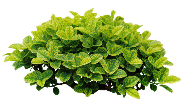 Isolated lush green and yellow variegated tropical foliage plant bush with dense leaves