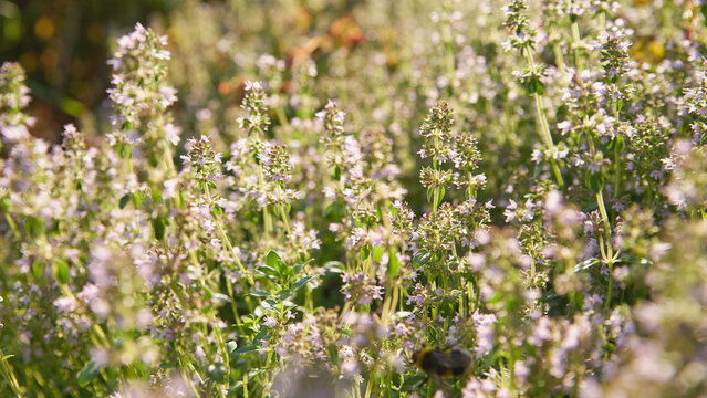 Sunlit thyme herb field with delicate pale purple flowers, fresh green stems, soft bokeh, warm golden light, natural garden texture and calm seasonal growth across dense blooming plants