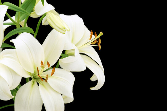 White lily flower against black background with copy space