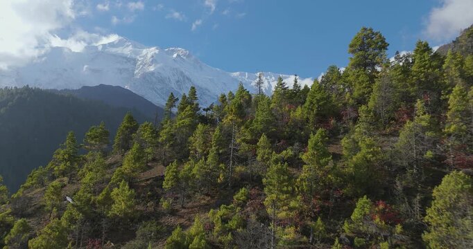 Annapurna Circuit, Manang Nepal, aerial gliding shot along the Annapurna Circuit trekking route showing a lush pine forest valley beneath the mountain peak of Annapurna II