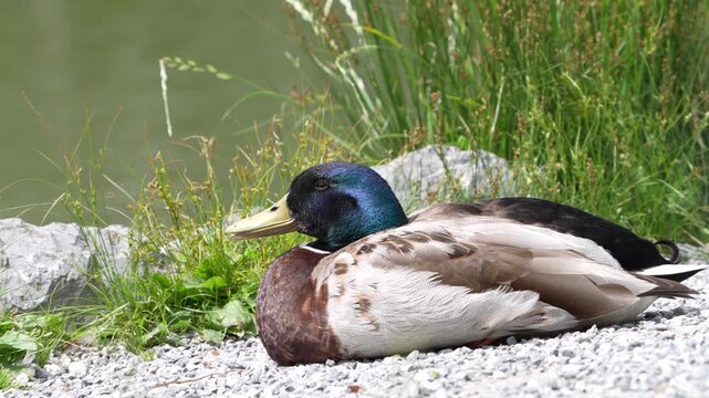 Male mallard duck resting on gravel beside water and reeds, nature, wildlife and calm ambient view in daylight,