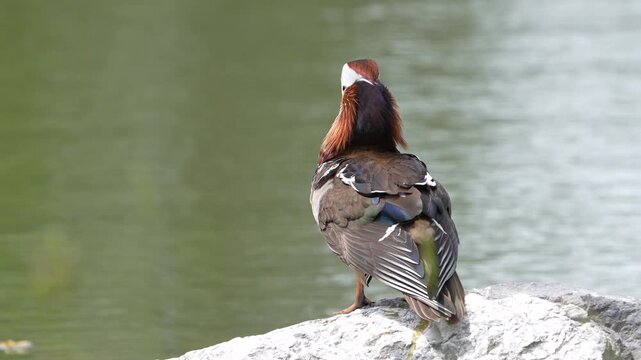 Male mandarin duck grooming feathers on rock beside calm water, wildlife, nature and birdwatching view.