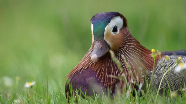 Extreme close-up of male mandarin duck's face and colorful plumage in grass, wildlife and nature view.