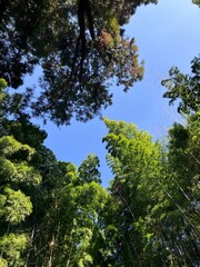 Fototapeta premium Looking up at green bamboo and trees against a vibrant blue sky.