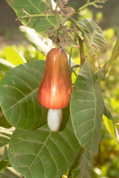 cashew nut tree