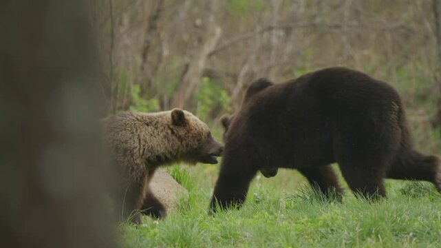 Eurasian brown bears spar in a forest clearing in Estonia, slow motion. Right bear advances as the other retreats, showing playful wrestling or territorial behavior.