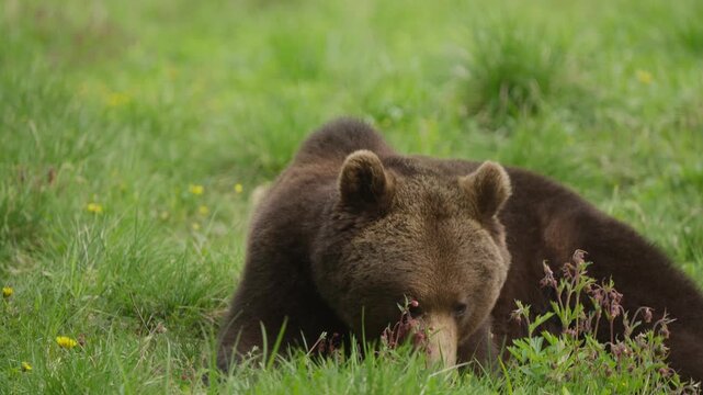 Eurasian brown bear lies in long grass chewing in slow motion; raises head, looks left, keeps chewing, then lowers head again. Shallow depth of field wildlife detail shot.