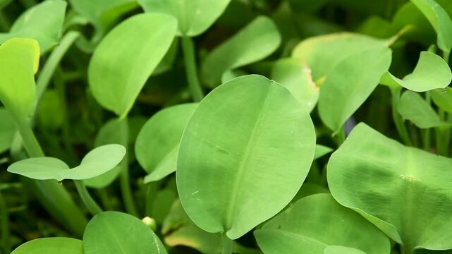 Close-up video of genjer plant leaves showing smooth green surfaces and natural leaf structure in a lush freshwater environment.
