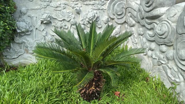 Da nang, lady buddha, cycas revoluta plant amidst lush green grass, complementing the ornate stone wall featuring traditional oriental patterns