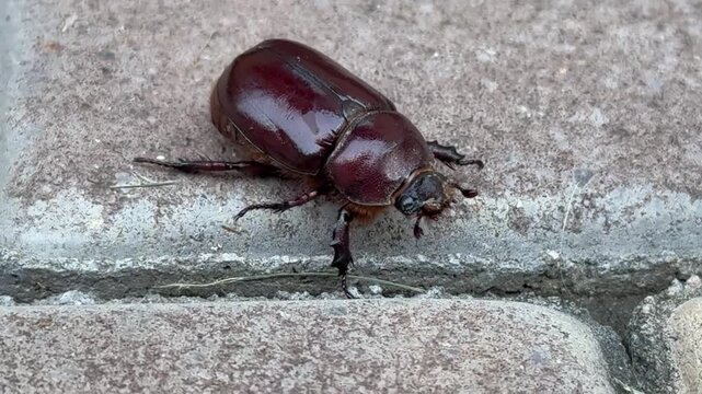 Macro footage of European rhinoceros beetle (Oryctes nasicornis) walking on stone surface.