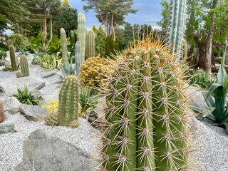 Closeup of big cactus in a cacti garden © Mia