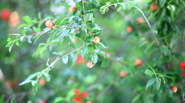 Pomegranate tree branches with glossy green leaves and orange flower buds in the garden of the Grand Mosque of Paris