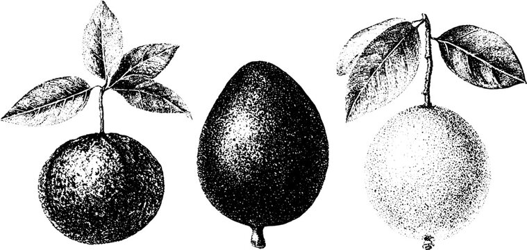 Botanical fruit study of lucuma eggfruit and yellow sapote black and white stipple drawing for label design and botanical background