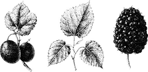 Naklejka premium Mulberry cluster and leaves botanical stipple engraving for vintage botanical illustration poster and background design