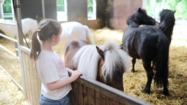 Little girl grooming a pony with a brush in a stable, caring for the animal indoors