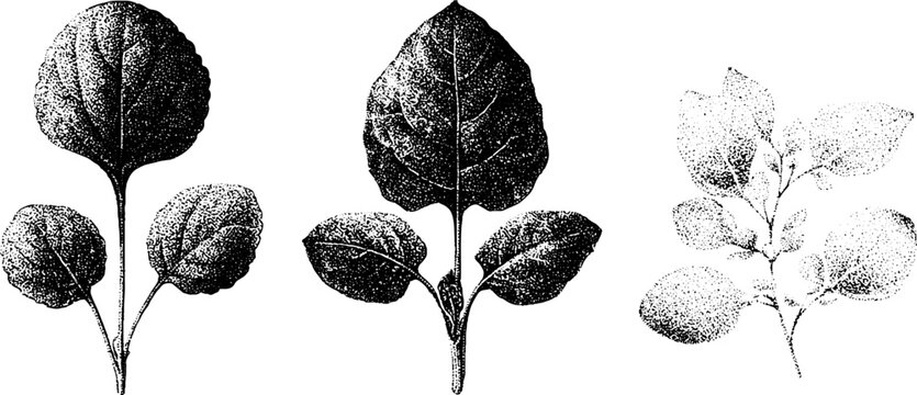 Botanical stipple drawings of orach mountain spinach and saltbush leaves set for vintage botanical poster background