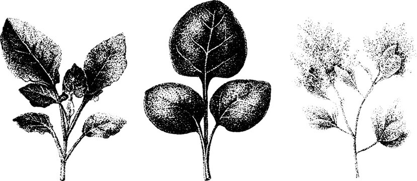 Black and white stipple series of orach mountain spinach and saltbush leaf variations for vintage wallpaper and botanical design projects