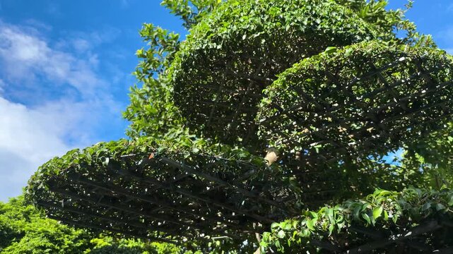 Da nang, lady buddha, layered topiary tree with meticulously pruned foliage creating structured horizontal levels, symbolizing nature's beauty and garden design