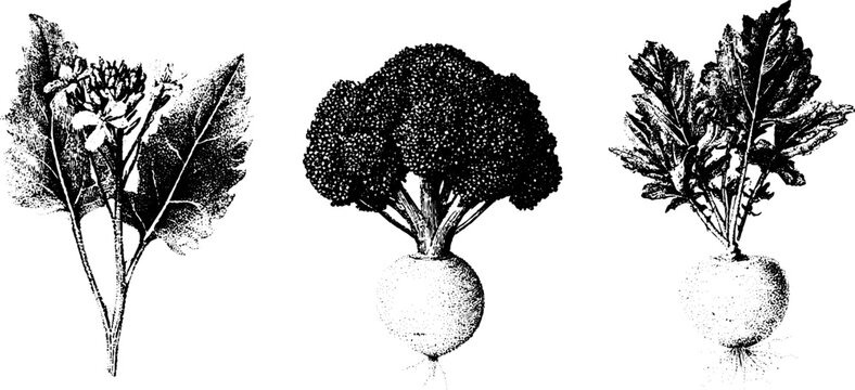 Black and white stippling drawing of rapini broccoli rabe and turnip broccoli for botanical label background and educational poster