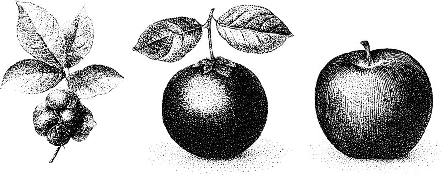 Three botanical fruit drawings showing rose apple java apple and water apple in black and white traced engraving for botanical reference