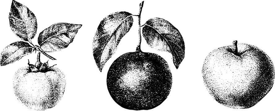 Black and white stipple botanical illustrations of rose apple java apple and water apple for vintage botanical background and label design