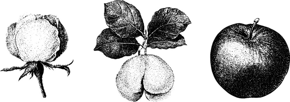 Botanical fruit drawings of rose apple java apple and water apple with leaves in black and white traced engraving for scientific reference