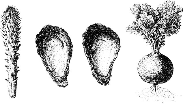 Black and white stipple botanical engraving showing oyster shells salsify root and turnip with leaves for culinary background and vintage food packaging design
