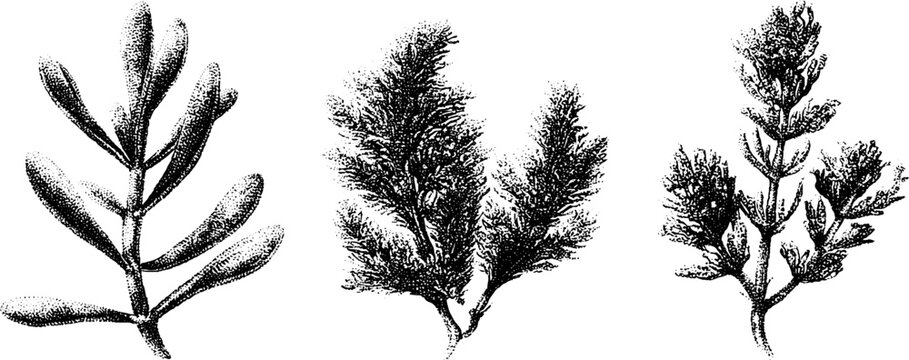 Samphire sea asparagus botanical black and white stippled plant drawings set for guide label background and coastal wetland study