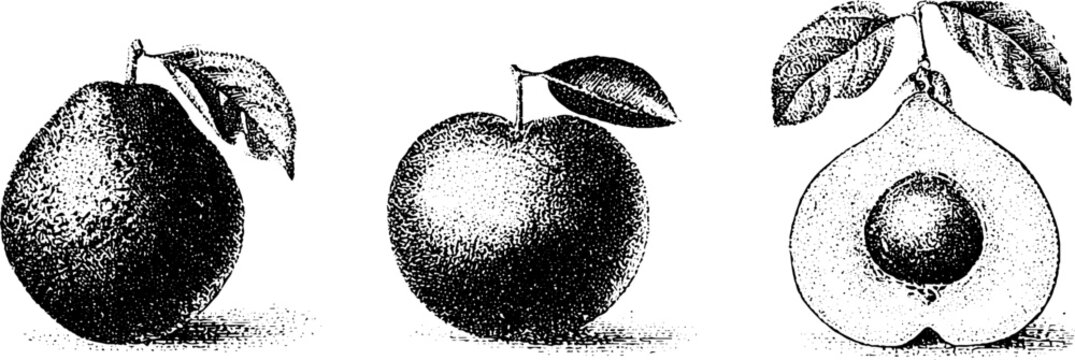 Sapodilla chico sapote fruit black and white stippled botanical drawings set for guide label packaging and tropical fruit study