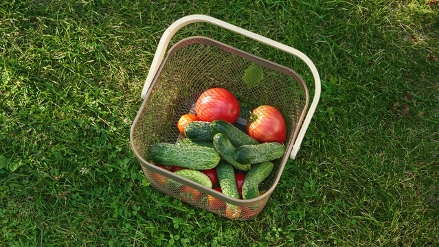 Freshly harvested tomatoes and cucumbers in a wicker basket surrounded by green grass.
