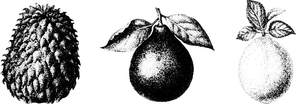 Black and white stipple botanical engravings of soursop cherimoya and pear fruits with leaves for vintage background and packaging design
