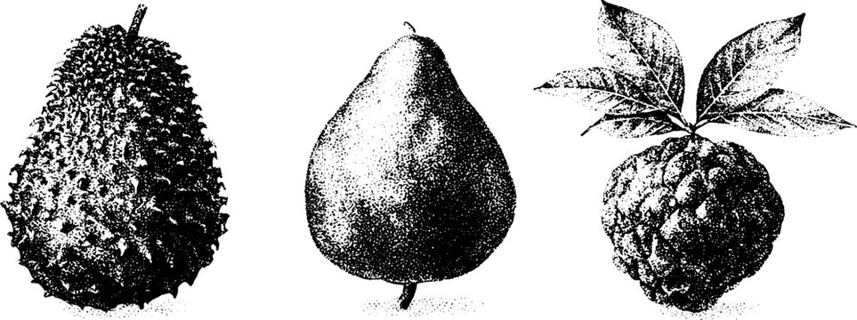 Black and white stipple soursop pear and sugar apple botanical fruit engraving set for vintage label and poster design