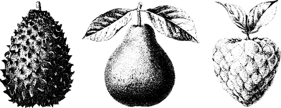 Black and white stipple botanical engravings of soursop pear and sugar apple fruits with leaves for background and product design