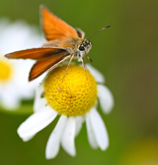 Motyl - Karłątek na kwiatku rumianku– makrofotografia © Hanna