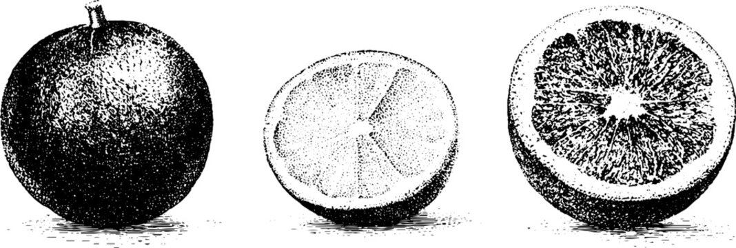 Black and white stippling botanical illustration of wampi limequat and tangelo whole and halved slices for vintage packaging label and menu background design