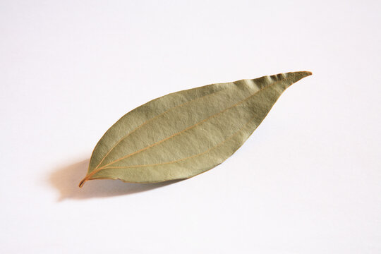 dried bay leaf