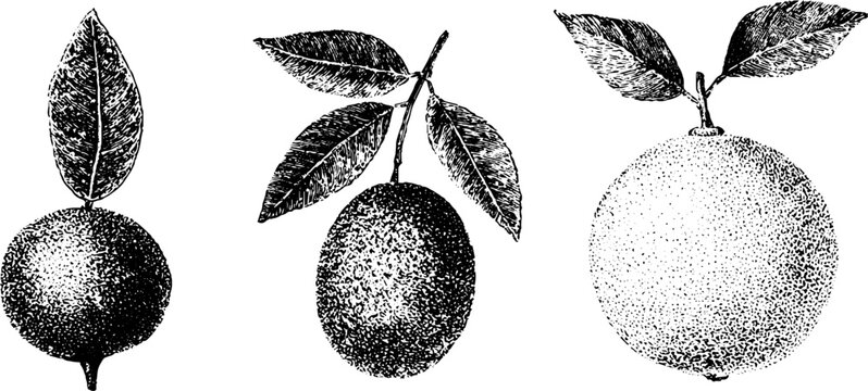 Vintage black and white stippling botanical artwork of wampi limequat and tangelo fruits on branches with leaves for label and botanical background design