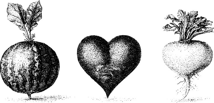 Black and white engraved watermelon radish beauty heart radish and shunkyo radish botanical illustrations for vintage plate and background design