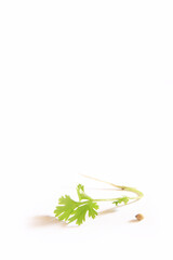 fresh coriander leaves © abc foto