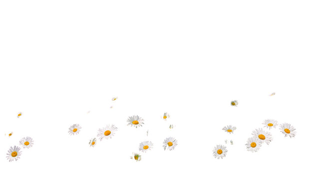 Isolated falling daisies with white petals and yellow centers creating a beautiful floral pattern.