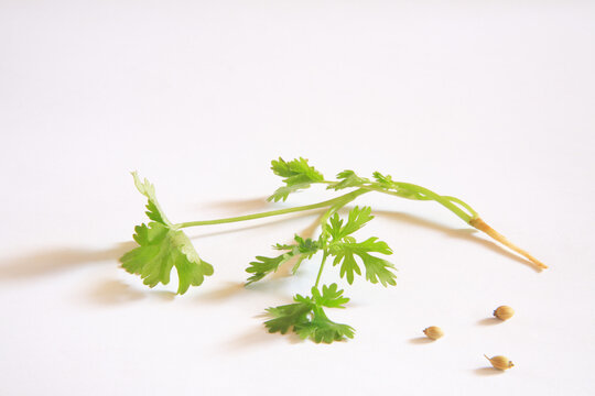 fresh coriander leaves