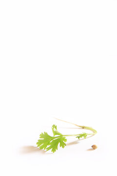 fresh coriander leaves