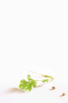 fresh coriander leaves