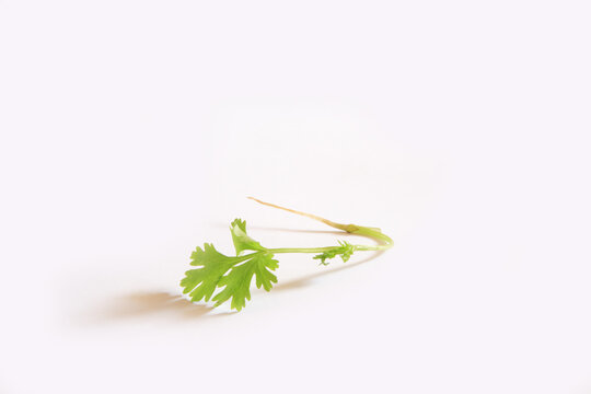 fresh coriander leaves