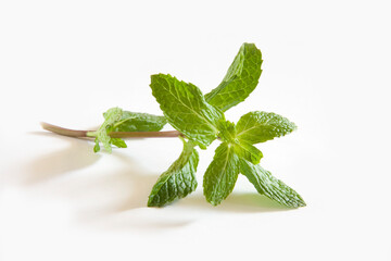 fresh mint leaves © abc foto