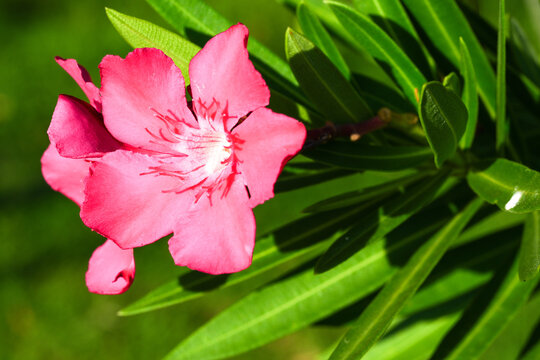 Bright pink Nerium oleander blossom in sunny outdoor garden