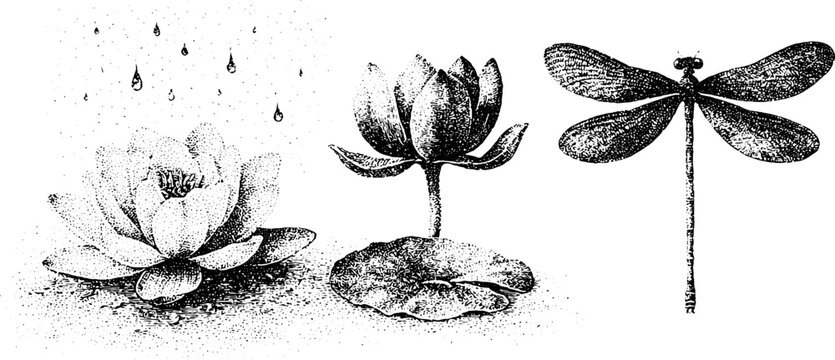 Stipple dragonfly and waterlily pond artwork for summer rain background poster and botanical nature wallpaper