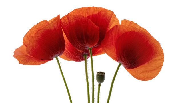 Isolated vibrant red poppies with delicate petals and a green seed pod on their stems