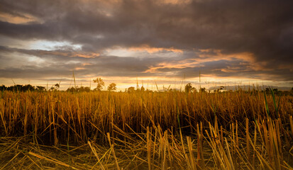 Harvested rice field beneath storm clouds at golden sunset in countryside. Sustainable agriculture, rural farmland, seasonal harvest landscape and food production. Environmental sustainability. © Fahroni